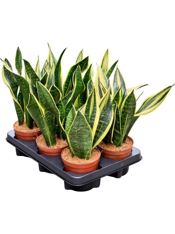 Сансевиерия трехполосная (трифасциата) "Gold Flame" 12/30 (Nieuwkoop Europe) 39592 - фото 100093