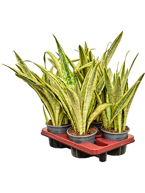 Сансевиерия трехполосная (трифасциата) "Lauren" 14/45 (Nieuwkoop Europe) 39593 - фото 100094