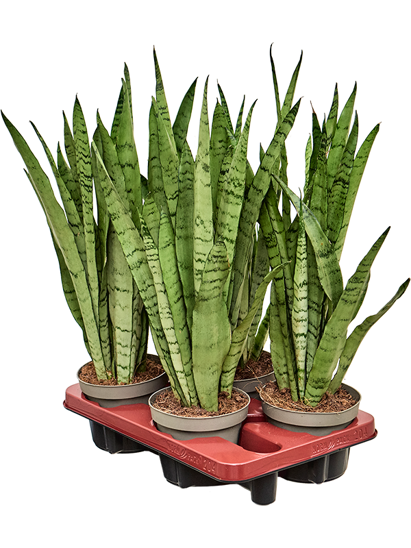 Сансевиерия трехполосная (трифасциата) "Silver Mist" 14/40 (Nieuwkoop Europe) 39596 - фото 100097