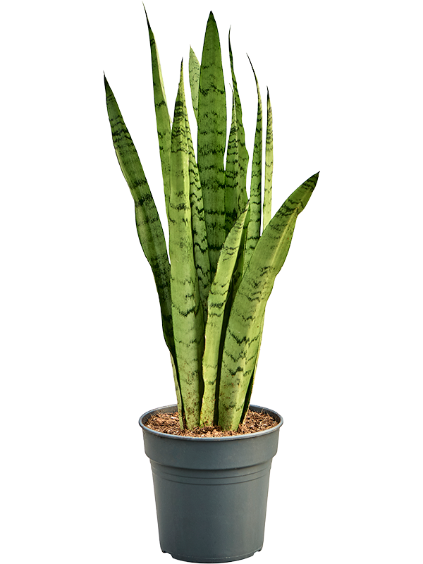 Сансевиерия трехполосная (трифасциата) "Silver Mist" 19/95 (Nieuwkoop Europe) 39597 - фото 100098