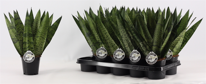 Сансевиерия зейланика "Fan" 12/35 (Nieuwkoop Europe) 39601 - фото 100102