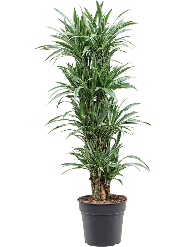 Драцена деремская "Warneckei" 30/140 (Nieuwkoop Europe) 39655 - фото 100285