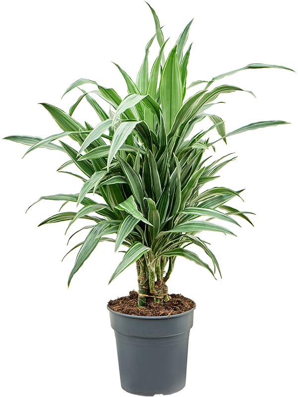 Драцена деремская "Warneckei" 21/90 (Nieuwkoop Europe) 39656 - фото 100286