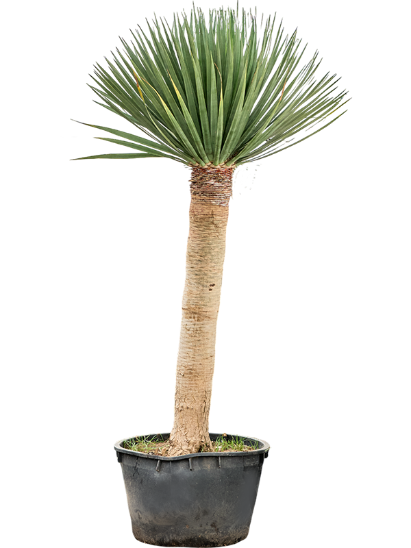 Драцена драконовая (драконово дерево) "Compact" 85/300 (Nieuwkoop Europe) 39660 - фото 100290