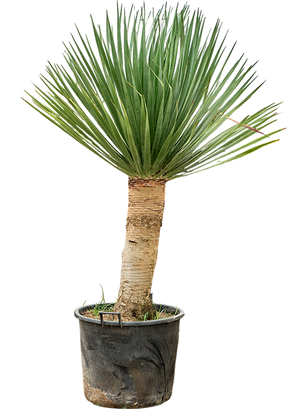 Драцена драконовая (драконово дерево) "Compact" 65/220 (Nieuwkoop Europe) 39661 - фото 100291