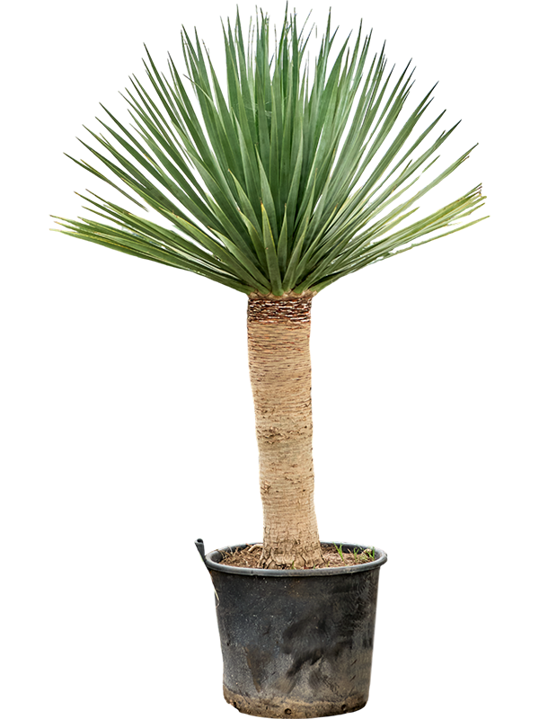 Драцена драконовая (драконово дерево) "Compact" 65/240 (Nieuwkoop Europe) 39662 - фото 100292