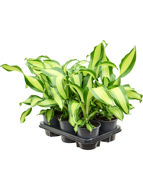 Драцена душистая (фрагранс) "Charley" 13/40 (Nieuwkoop Europe) 39666 - фото 100296