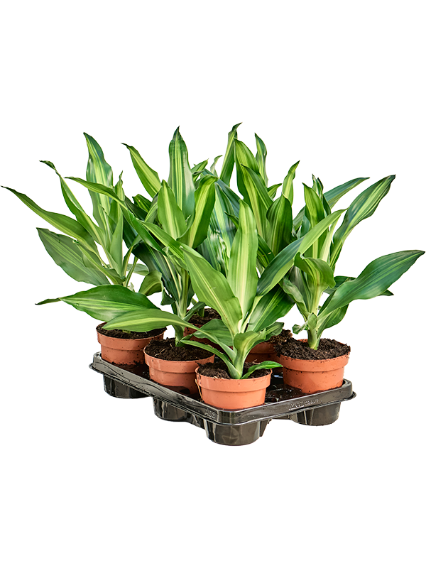 Драцена душистая (фрагранс) "Cintho" 12/35 (Nieuwkoop Europe) 39668 - фото 100298