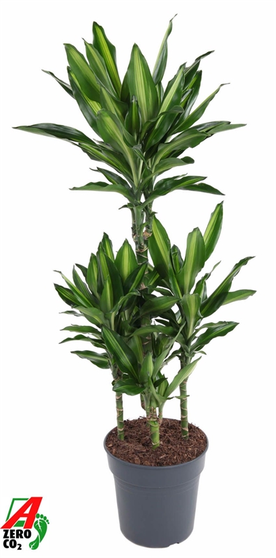 Драцена душистая (фрагранс) "Cintho" 24/110 (Nieuwkoop Europe) 39671 - фото 100301