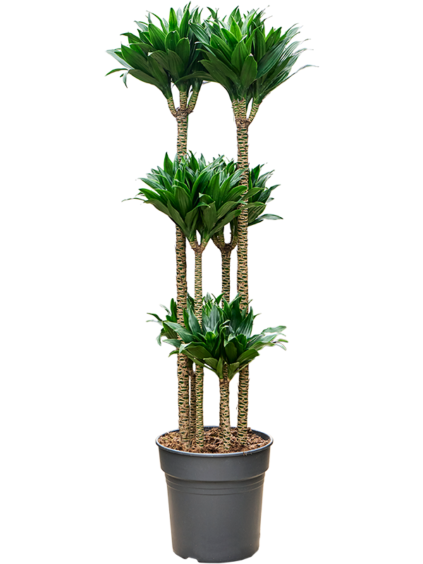 Драцена душистая (фрагранс) "Compacta" многоствольная 27/130 (Nieuwkoop Europe) 39675 - фото 100305