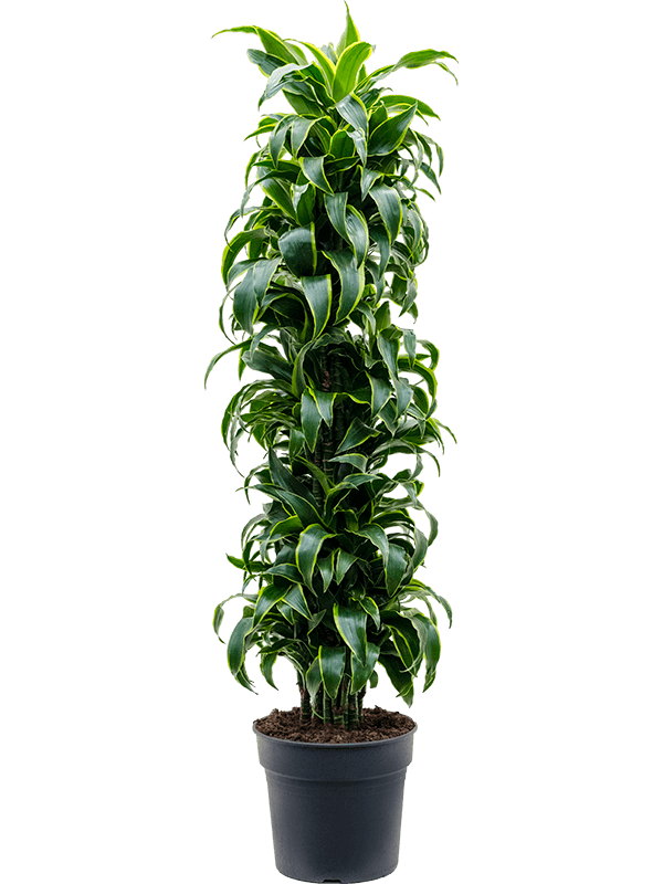 Драцена душистая (фрагранс) "Dorado" куст 34/170 (Nieuwkoop Europe) 39683 - фото 100313