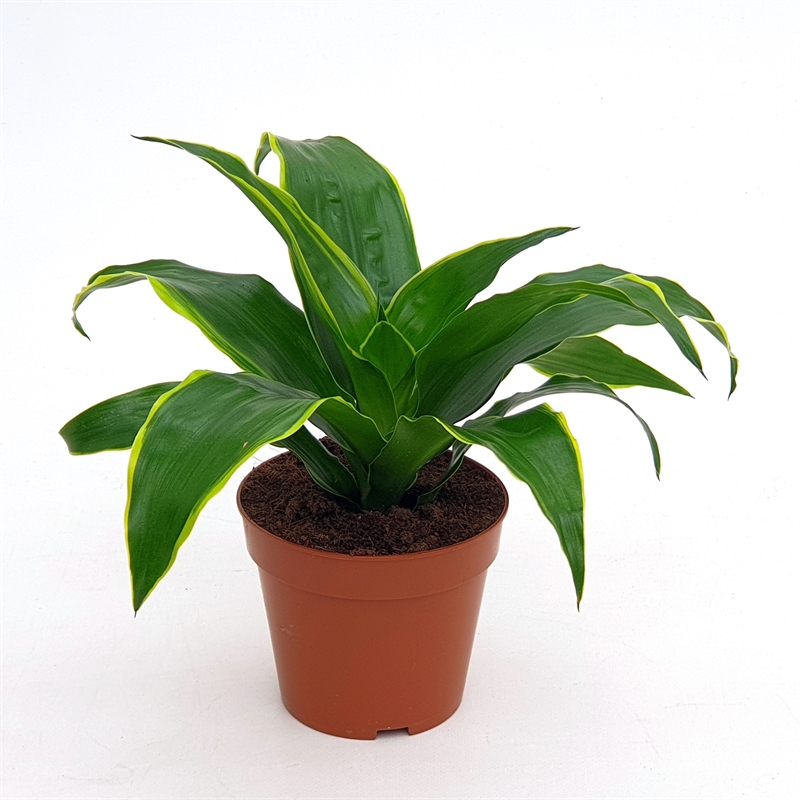 Драцена душистая (фрагранс) "Dorado" 12/25 (Nieuwkoop Europe) 39685 - фото 100315