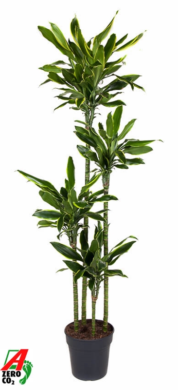 Драцена душистая (фрагранс) "Golden Coast" 27/190 (Nieuwkoop Europe) 39686 - фото 100316