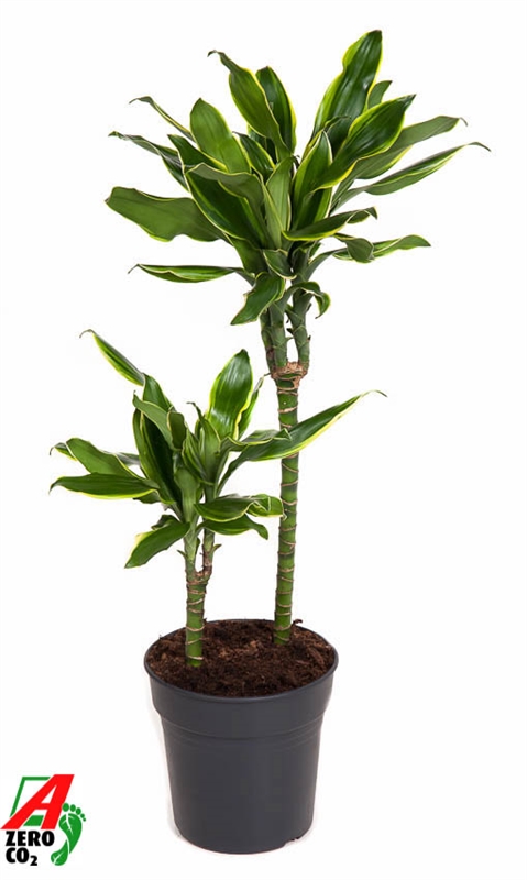 Драцена душистая (фрагранс) "Golden Coast" 19/70 (Nieuwkoop Europe) 39687 - фото 100317