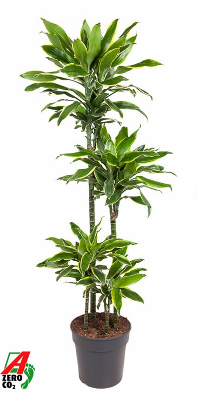 Драцена душистая (фрагранс) "Golden Coast" 27/140 (Nieuwkoop Europe) 39691 - фото 100321