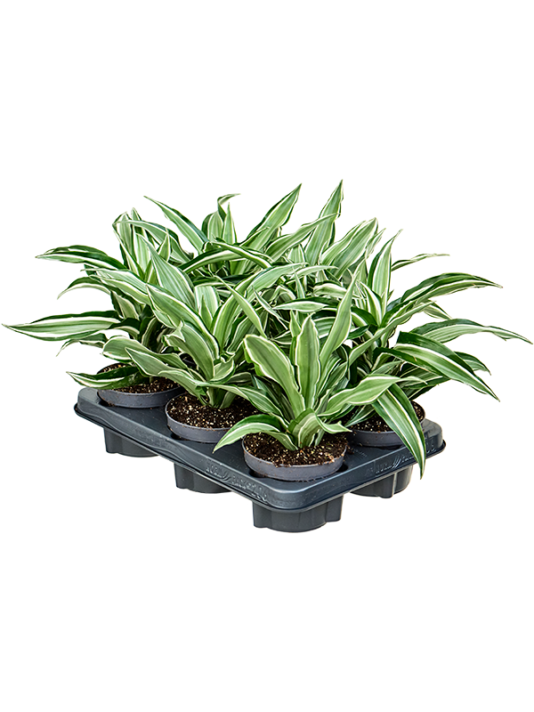 Драцена душистая (фрагранс) "Kanzi" 12/20 (Nieuwkoop Europe) 39710 - фото 100340