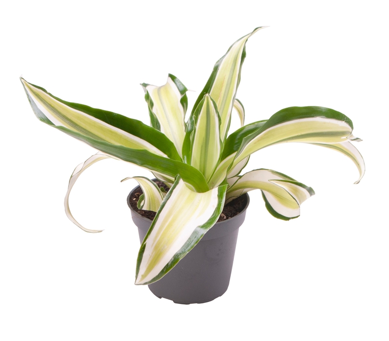 Драцена душистая (фрагранс) "Malaika" 6/12 (Nieuwkoop Europe) 39718 - фото 100348