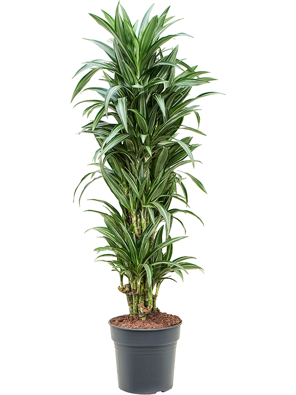 Драцена душистая (фрагранс) "Ulises" 31/140 (Nieuwkoop Europe) 39728 - фото 100358