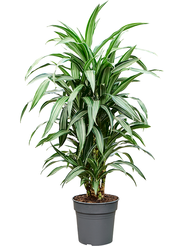 Драцена душистая (фрагранс) "Ulises" 24/110 (Nieuwkoop Europe) 39730 - фото 100360