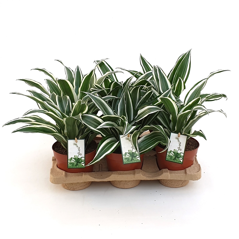 Драцена душистая (фрагранс) "White Jewel" 12/25 (Nieuwkoop Europe) 39732 - фото 100362