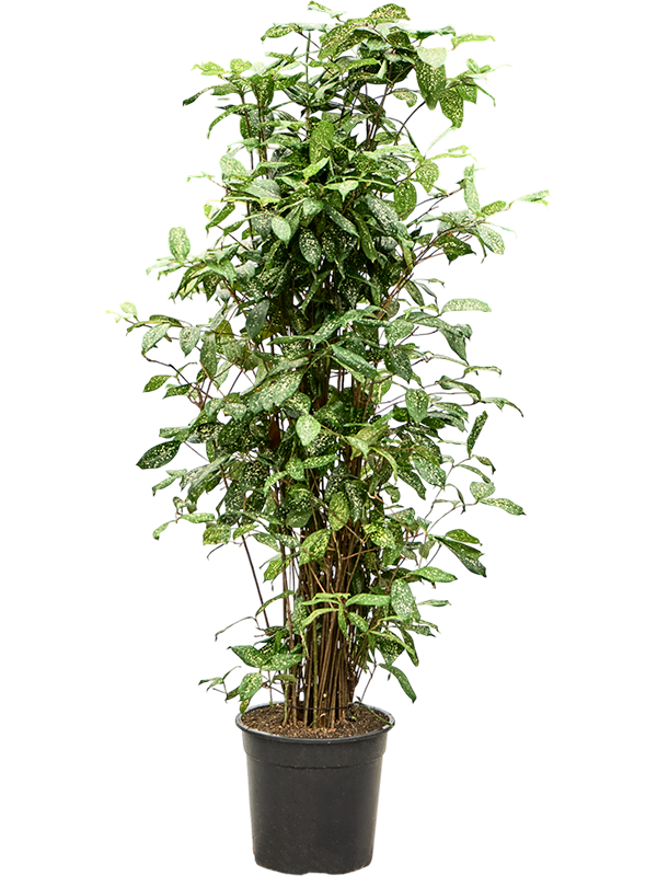 Драцена Годсефа (суркулоза) 26/130 (Nieuwkoop Europe) 39737 - фото 100367