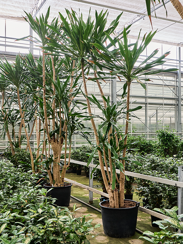 Драцена гимея 65/450 (Nieuwkoop Europe) 39739 - фото 100369