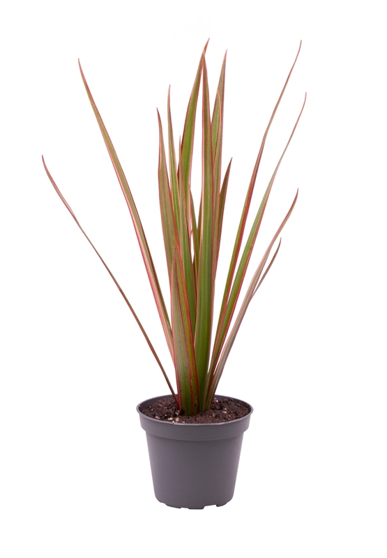 Драцена маргината (окаймленная) "Bicolor" 6/20 (Nieuwkoop Europe) 39747 - фото 100377