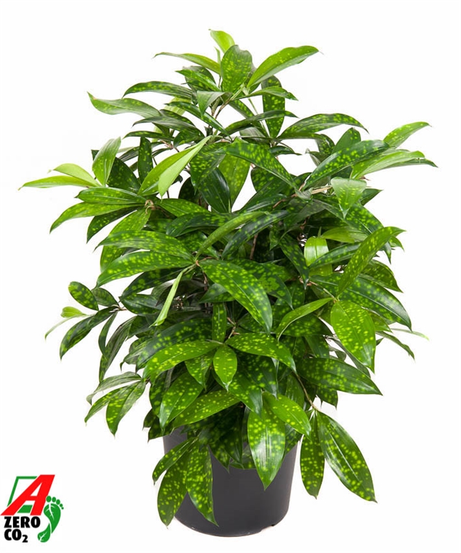 Драцена суркулоза (Годсефа) 24/60 (Nieuwkoop Europe) 39769 - фото 100399