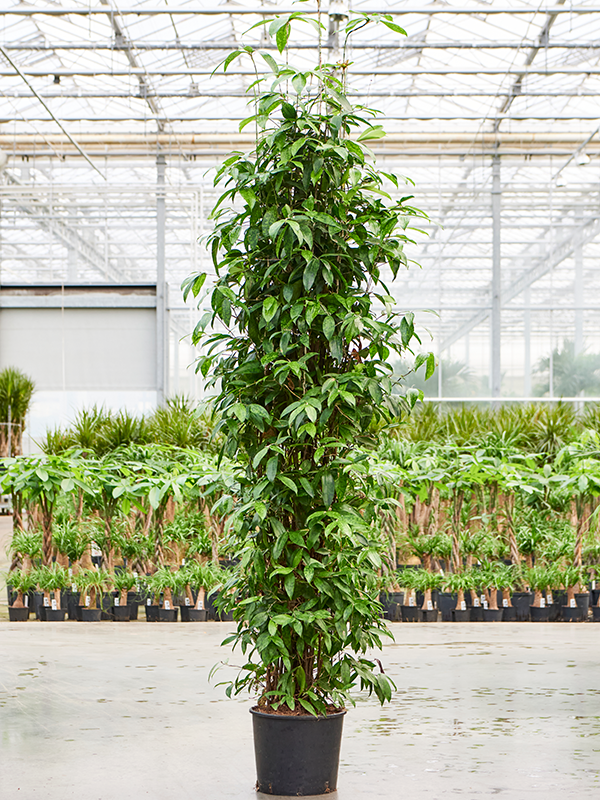 Драцена суркулоза (Годсефа) 30/220 (Nieuwkoop Europe) 39770 - фото 100400