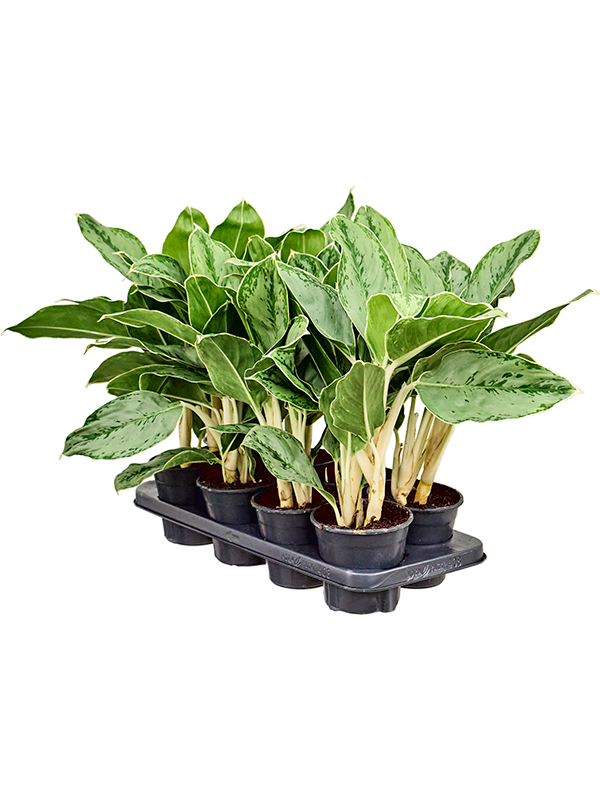 Аглаонема "Cintho Queen" 14/40 (Nieuwkoop Europe) 39773 - фото 100407