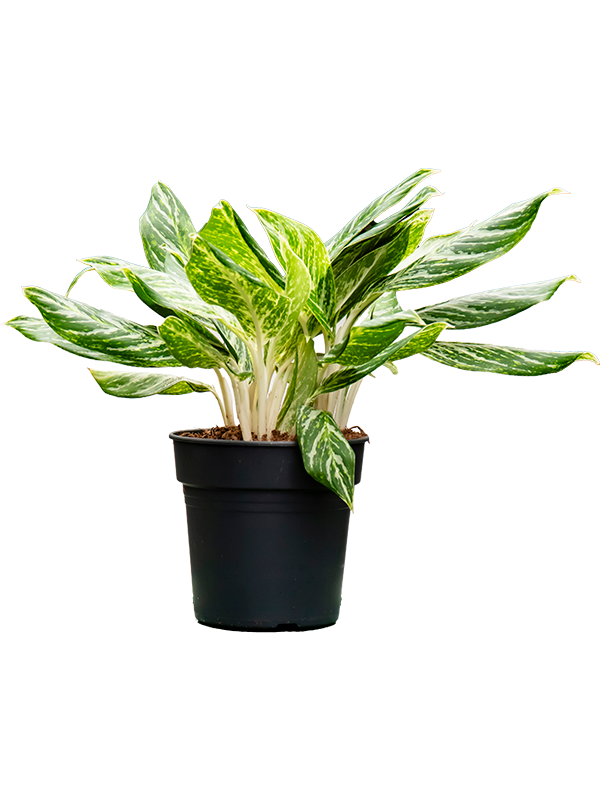 Аглаонема "Madonna" 21/55 (Nieuwkoop Europe) 39777 - фото 100411