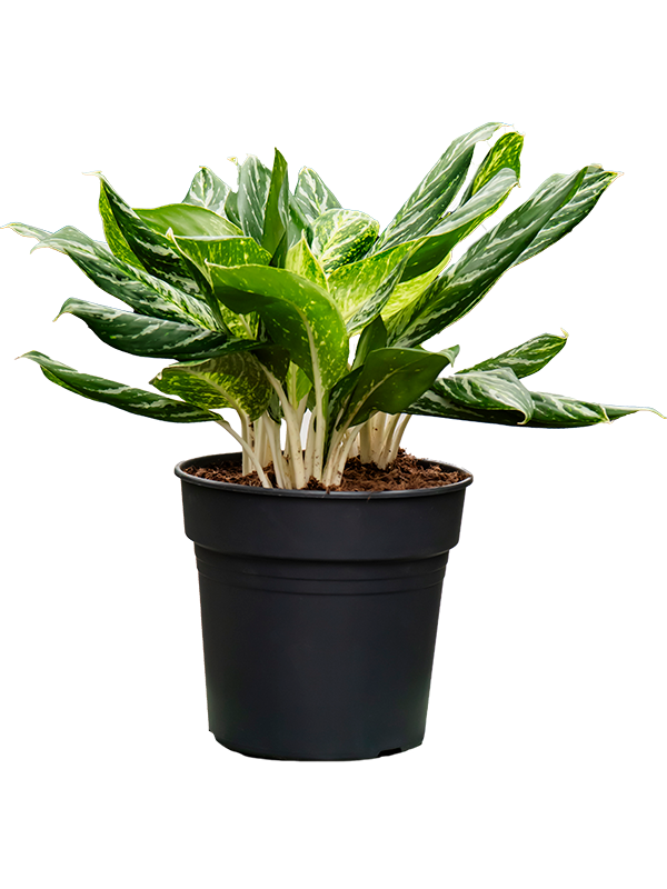 Аглаонема "Madonna" 27/75 (Nieuwkoop Europe) 39778 - фото 100412