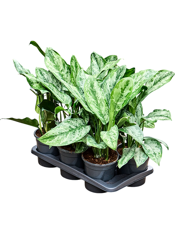 Аглаонема "Painted Princes" 17/60 (Nieuwkoop Europe) 39782 - фото 100416