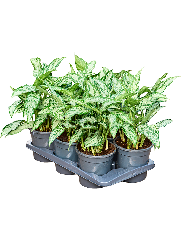 Аглаонема "Silver Queen" 17/35 (Nieuwkoop Europe) 39790 - фото 100424