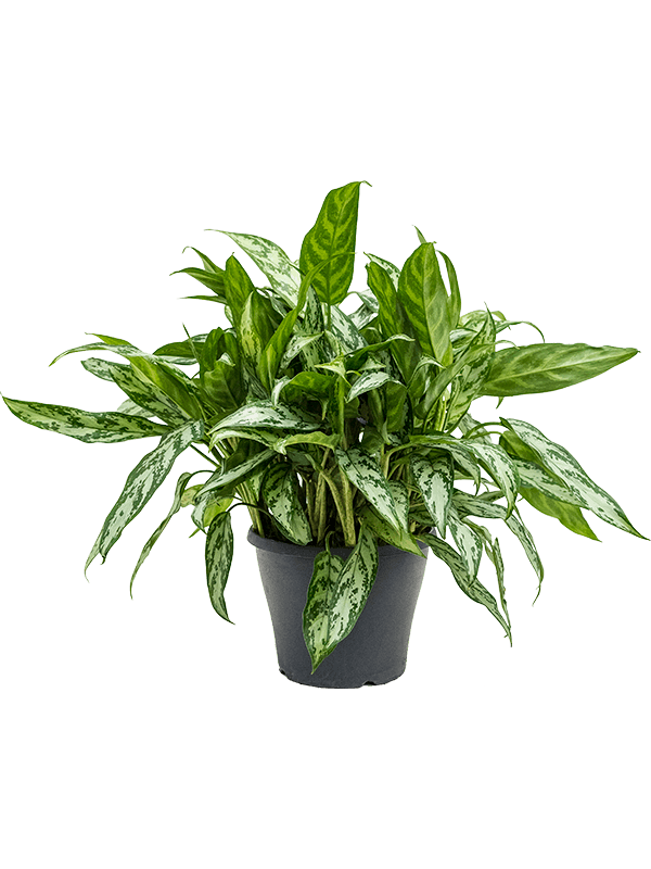 Аглаонема "Silver Queen" 24/45 (Nieuwkoop Europe) 39791 - фото 100425