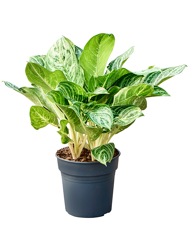 Аглаонема "Soems Up" 24/40 (Nieuwkoop Europe) 39793 - фото 100427