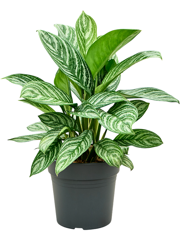 Аглаонема "Stripes" 24/65 (Nieuwkoop Europe) 39794 - фото 100428