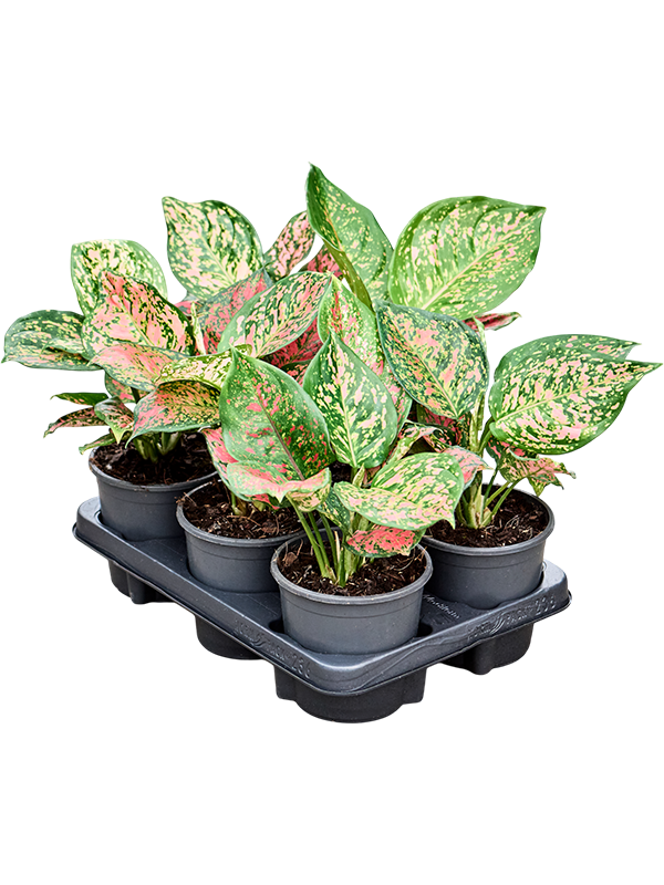 Аглаонема "Venus" 13/30 (Nieuwkoop Europe) 39796 - фото 100430