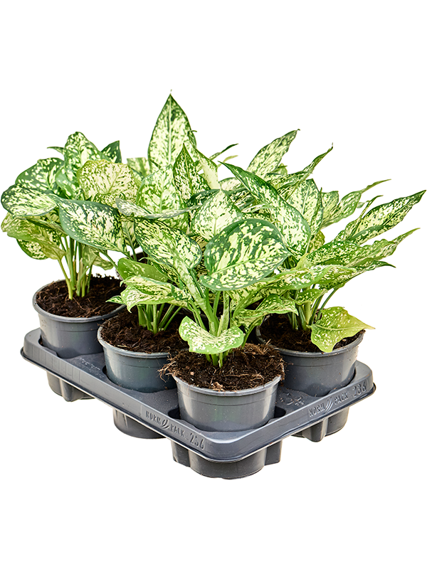 Аглаонема "White Diamond" 13/30 (Nieuwkoop Europe) 39797 - фото 100431