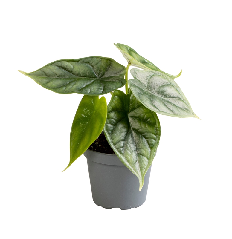 Алоказия "Dragon Scale" 6/12 (Nieuwkoop Europe) 39803 - фото 100437