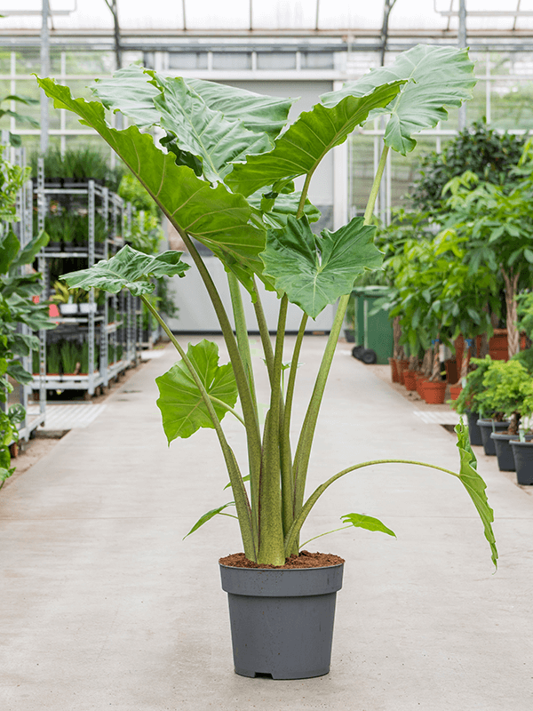 Алоказия "Portodora" 32/160 (Nieuwkoop Europe) 39804 - фото 100438