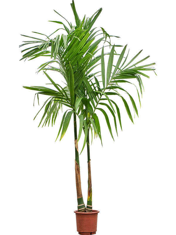 Арека катеху (бетелевая пальма) 30/220 (Nieuwkoop Europe) 39808 - фото 100442