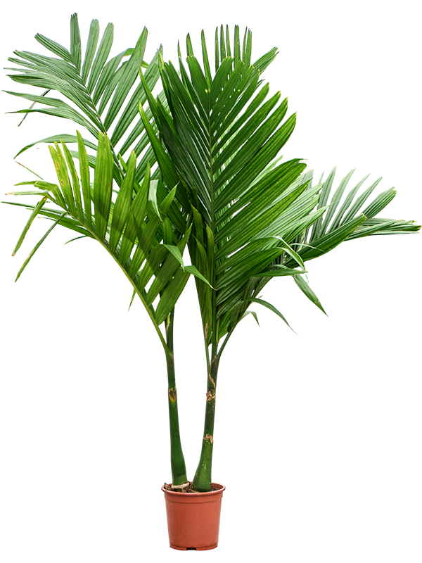 Арека катеху (бетелевая пальма) 27/160 (Nieuwkoop Europe) 39809 - фото 100443