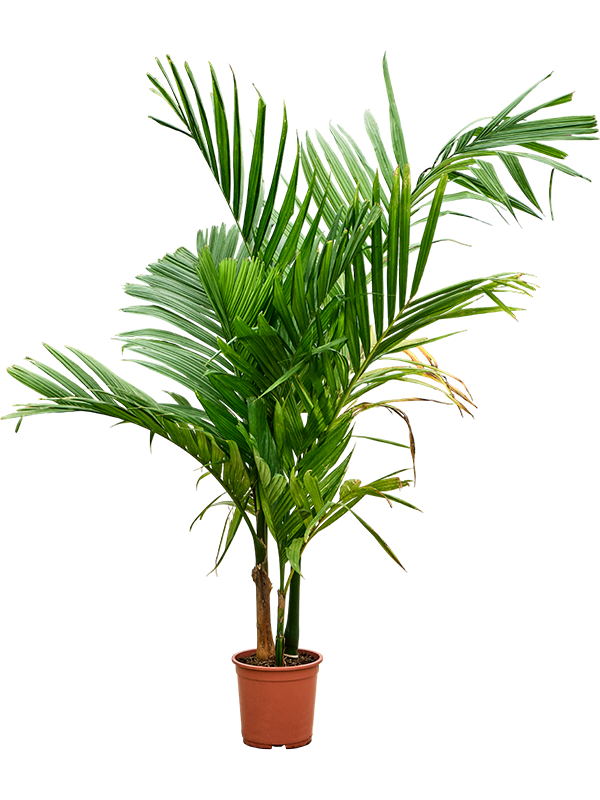 Арека катеху (бетелевая пальма) многоствольная 27/160 (Nieuwkoop Europe) 39810 - фото 100444