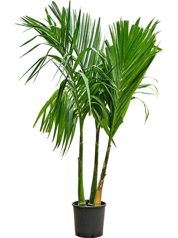 Арека катеху (бетелевая пальма) многоствольная 30/220 (Nieuwkoop Europe) 39811 - фото 100445