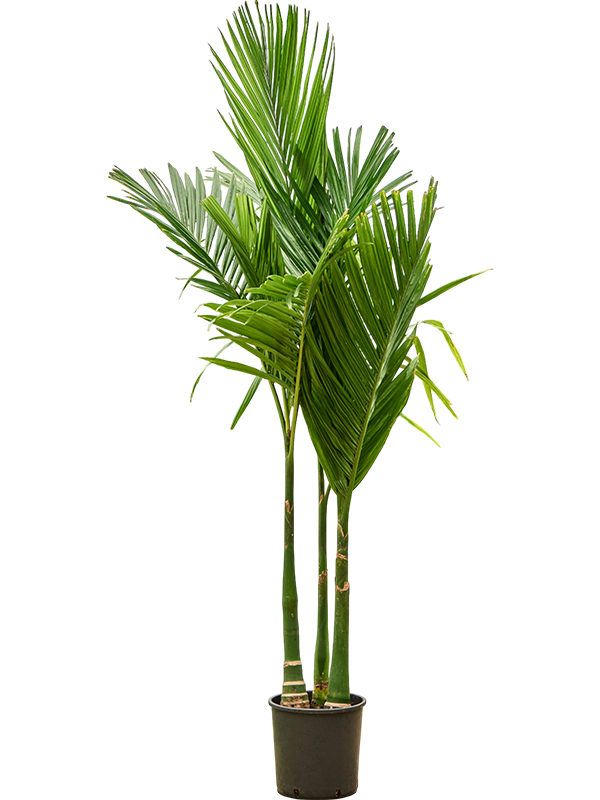Арека катеху (бетелевая пальма) 27/190 (Nieuwkoop Europe) 39812 - фото 100446