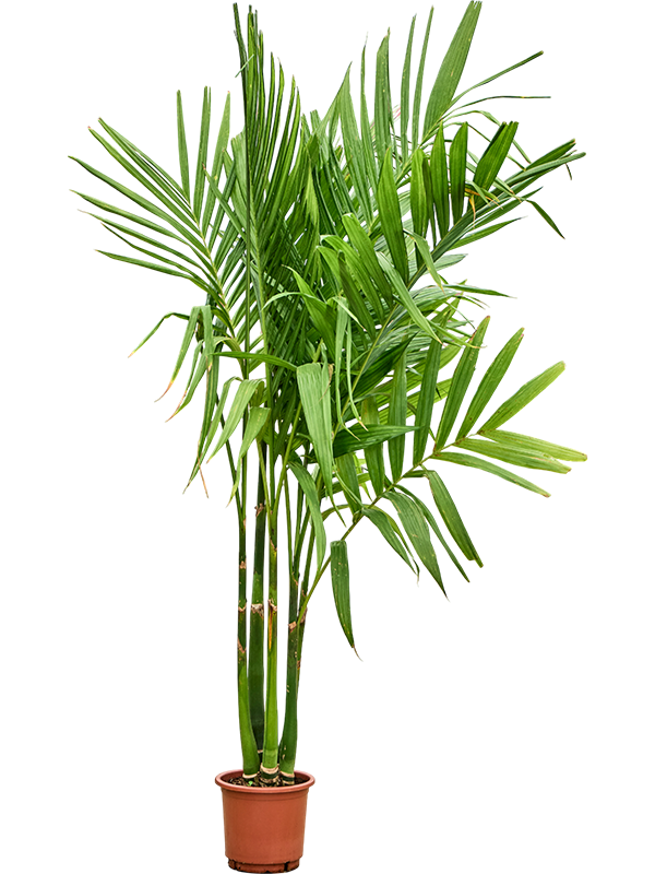 Арека катеху (бетелевая пальма) куст 30/220 (Nieuwkoop Europe) 39813 - фото 100447