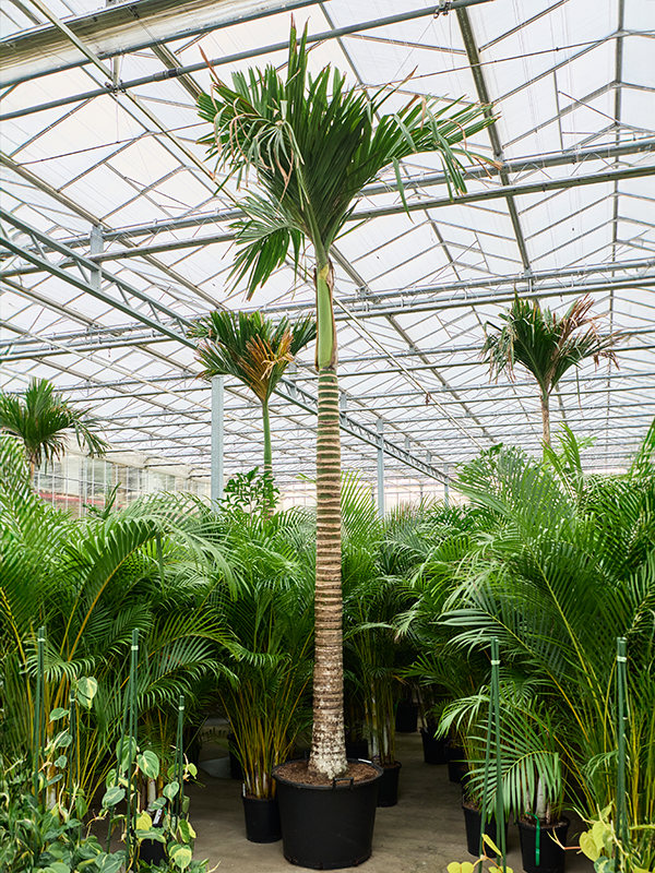 Арека катеху (бетелевая пальма) "Dwarf" 70/475 (Nieuwkoop Europe) 39815 - фото 100449