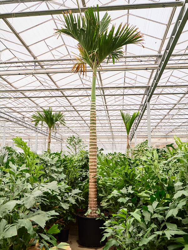 Арека катеху (бетелевая пальма) "Dwarf" 80/560 (Nieuwkoop Europe) 39816 - фото 100450