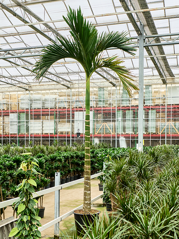 Арека катеху (бетелевая пальма) "Dwarf" 55/425 (Nieuwkoop Europe) 39817 - фото 100451